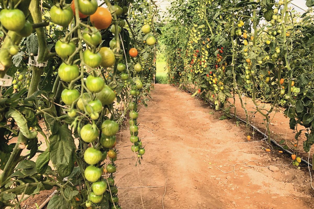 An aisle between two trellised rows of tomato plants under cover, fruit at several stages of ripeness, the rows receding to a vanishing point.