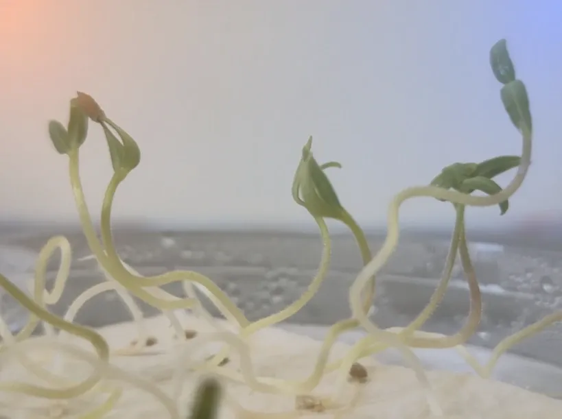 Pale seedlings emerging from a petri dish, backlit with red and blue light visible at
the edges of the frame.
