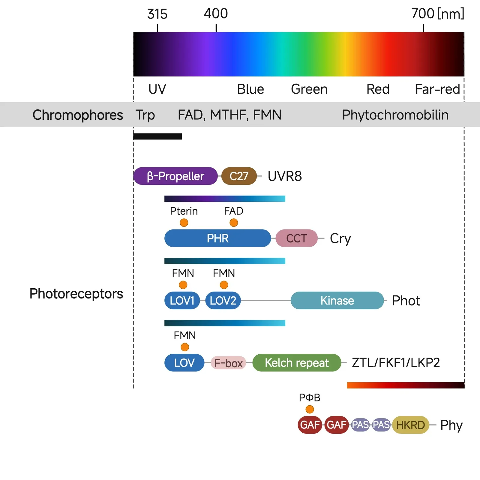 Diagram mapping plant photoreceptors (UVR8, cryptochrome, phototropin, ZTL/FKF1/LKP2,
and phytochrome) to their protein domains and the UV, blue, and red/far-red wavelengths
each one senses.