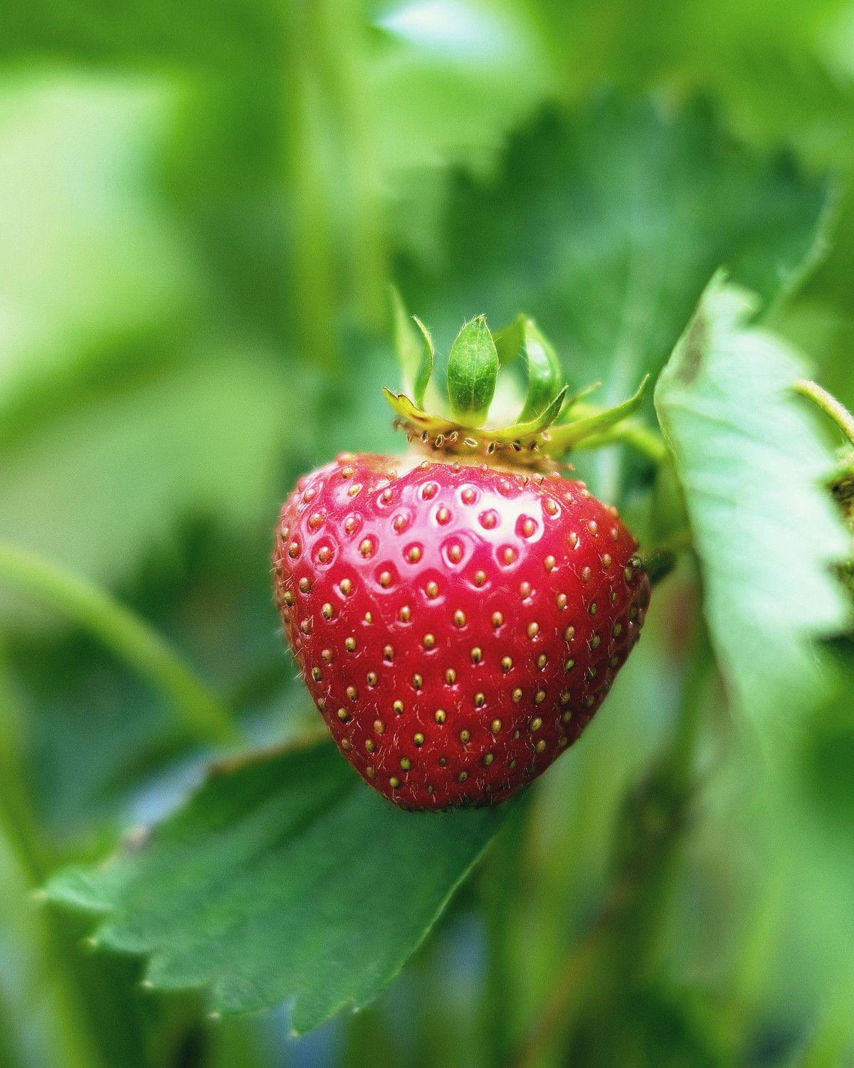 A ripe strawberry hanging from its truss among healthy foliage, with the plant's leaves and stems soft behind it.