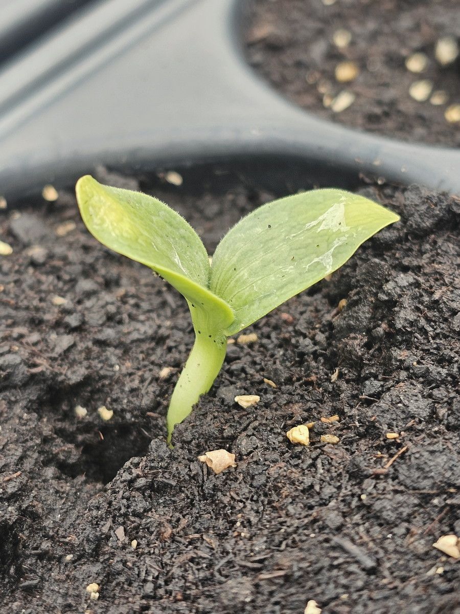 A single seedling at the two-leaf stage, growing in a black plug tray filled with dark propagation medium flecked with pale perlite.